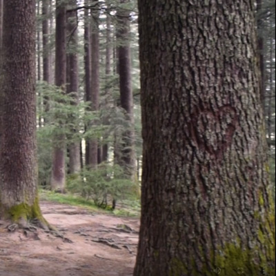 long-tree-in-jungle-himalaya-mountain-having-heart-drawing-on-it