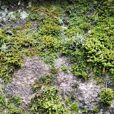 waterfall-stone-algae-near-waterfall