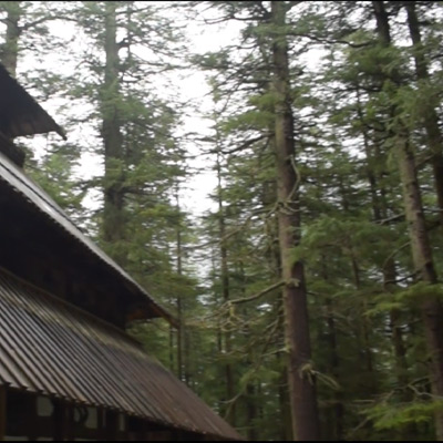 hadimba-devi-temple-long-tree-area-manali-himachal-pradesh-indian-tree-area