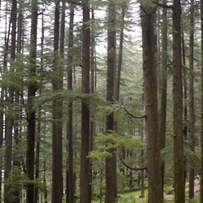 hadimba-devi-temple-long-tree-area-manali-himachal-pradesh-stock-footage