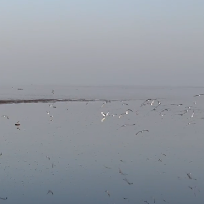 flamingo-birds-flying-over-the-arabian-sea-watermarked