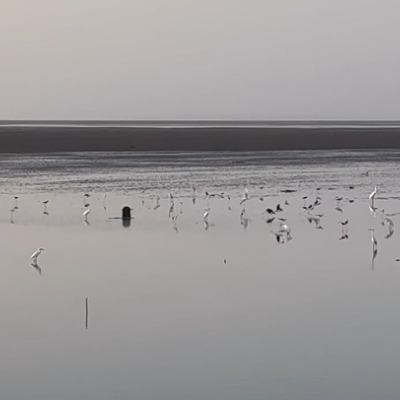 flamingo-birds-flying-over-the-sea-watermarked