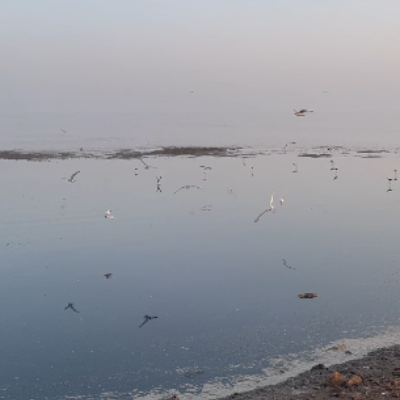 flying-birds-over-the-sea-watermarked