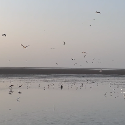 group-of-birds-over-arabian-sea-watermarked