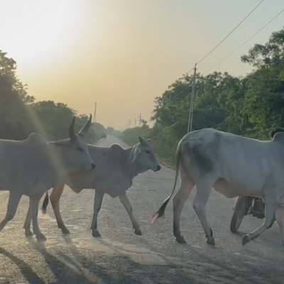 group-of-the-cow-middle-of-the-road-watermarked